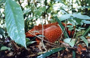 Die Rafflesia